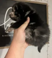 Steel ( toy size Merle ), a male Pomsky for sale in Little Rock, AR – Photo 2 of 3