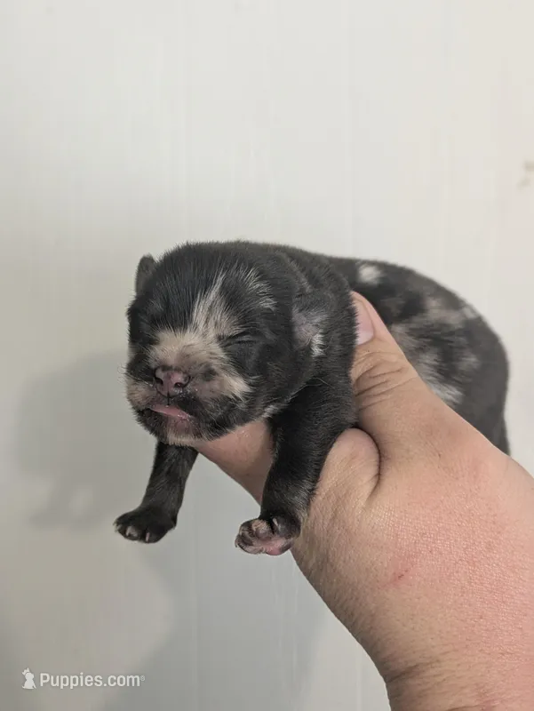 Steel ( toy size Merle )