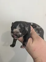 Steel ( toy size Merle ), a male Pomsky for sale in Little Rock, AR – Photo 1 of 2