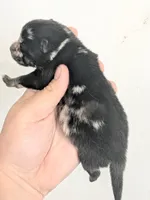 Steel ( toy size Merle ), a male Pomsky for sale in Little Rock, AR – Photo 2 of 2