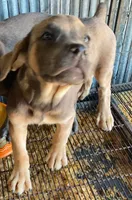 Rory AKC formentino, a female Cane Corso for sale in Little Rock, AR – 2 of 3