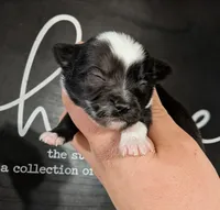 Pixel MERLE , a male Pomchi for sale in Little Rock, AR – Photo 1 of 3