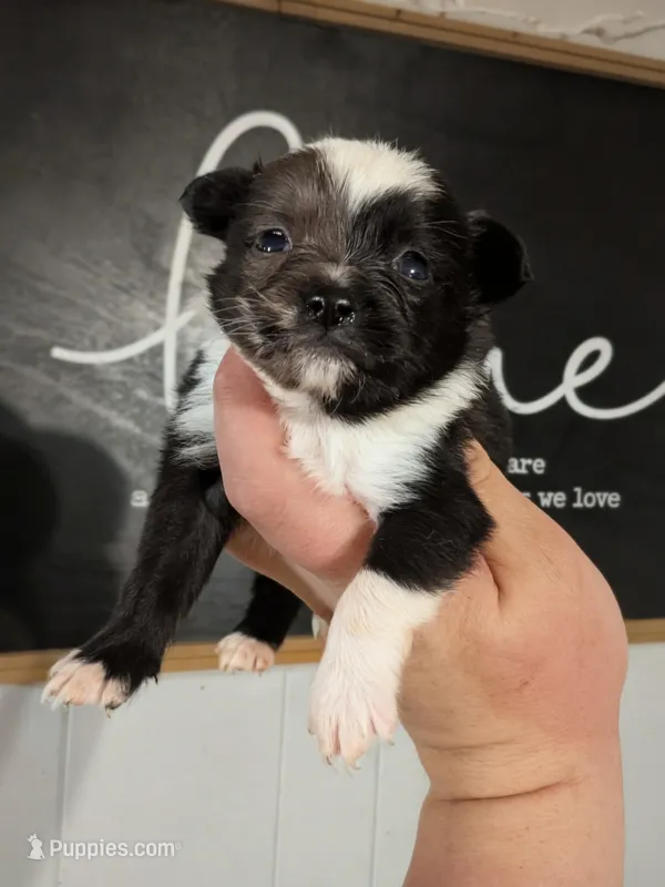 Pixel MERLE  – Pomchi puppy for sale in Little Rock, AR