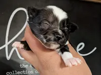 Pixel MERLE , a male Pomchi for sale in Little Rock, AR – Photo 2 of 3