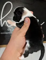 Pixel MERLE , a male Pomchi for sale in Little Rock, AR – Photo 3 of 3