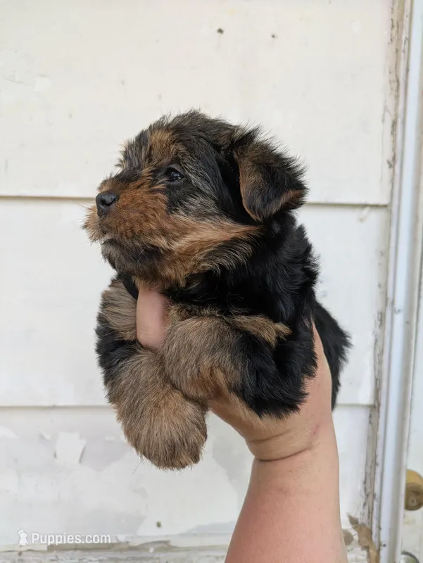 Piper " teddy bear coat ", a female Yorkshire Terrier for sale in Little Rock, AR – Photo 1 of 2