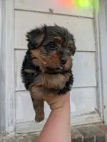 Piper " teddy bear coat ", a female Yorkshire Terrier for sale in Little Rock, AR – Photo 2 of 2