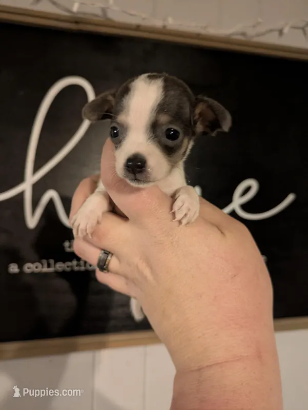 Topsy (BLUE &WHITE) – Chihuahua puppy for sale in Little Rock, AR