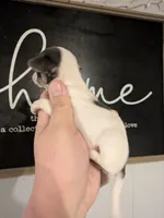 Topsy (BLUE &WHITE), a female Chihuahua for sale in Little Rock, AR – Photo 2 of 2