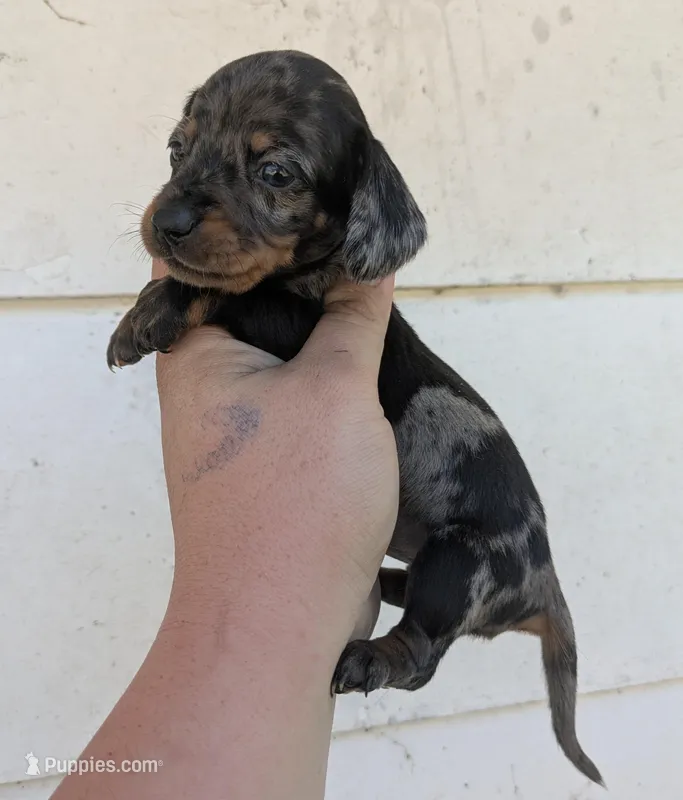 Queenie DAPPLE  – Dachshund, Miniature Dachshund puppy for sale in Little Rock, AR