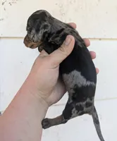 Queenie DAPPLE , a female Dachshund and Miniature Dachshund for sale in Little Rock, AR – Photo 2 of 2
