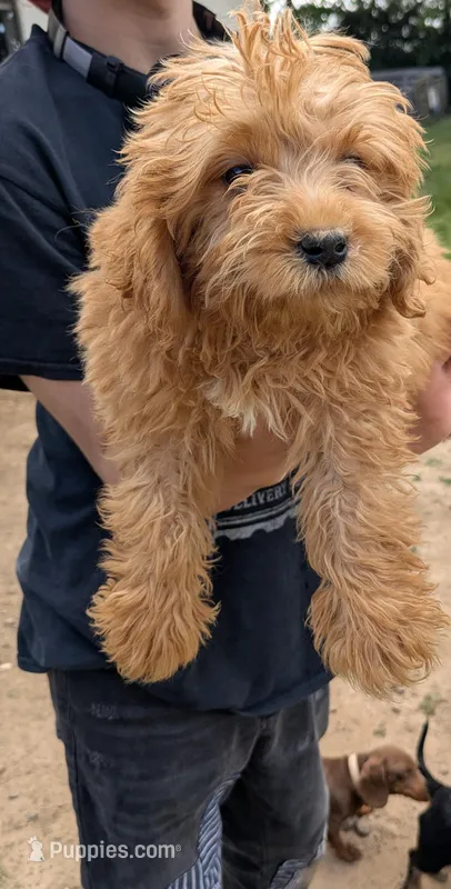 Buddy  – Miniature Goldendoodle puppy for sale in Little Rock, AR