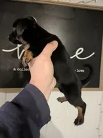 Sasha SPECIAL DISCOUNT , a female Miniature Dachshund for sale in Little Rock, AR – Photo 2 of 3