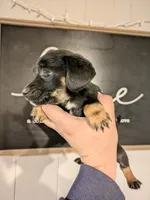 Sasha SPECIAL DISCOUNT , a female Miniature Dachshund for sale in Little Rock, AR – Photo 3 of 3