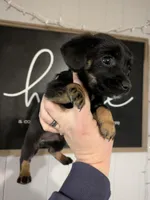 Sasha SPECIAL DISCOUNT , a female Miniature Dachshund for sale in Little Rock, AR – Photo 1 of 3