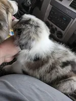 Dolly ( not a mix these are two names for same breed), a female Miniature Australian Shepherd and Miniature American Shepherd for sale in Little Rock, AR – Photo 2 of 2
