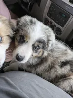 Dolly ( not a mix these are two names for same breed), a female Miniature Australian Shepherd and Miniature American Shepherd for sale in Little Rock, AR – Photo 1 of 2
