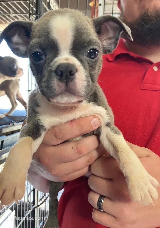Isis  AKC  – Boston Terrier puppy for sale in Little Rock, AR