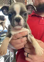 Isis  AKC , a female Boston Terrier for sale in Little Rock, AR – 1 of 1