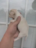 Koby , a male Chihuahua for sale in Little Rock, AR – Photo 2 of 2