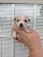 Koby , a male Chihuahua for sale in Little Rock, AR – Photo 1 of 2