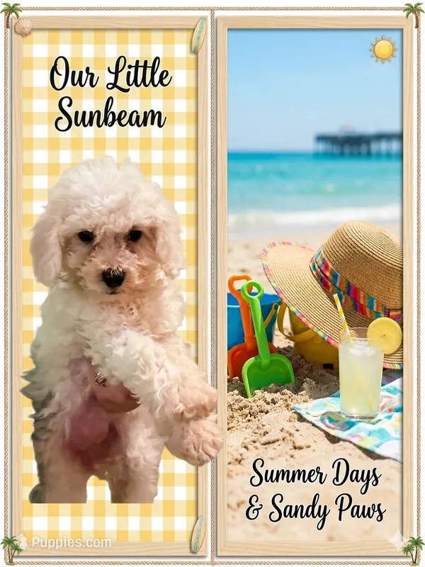 Sunny – Bichon Frise, Maltese puppy for sale in Little Rock, AR