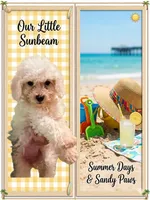 Sunny, a male Bichon Frise and Maltese for sale in Little Rock, AR – 1 of 1