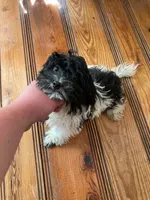 Teddy, a male Havanese for sale in Branson, MO – 1 of 1