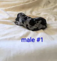 Joker Dapple , a male Dachshund for sale in Little Rock, AR – Photo 2 of 2