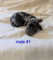 Joker Dapple , a male Dachshund for sale in Little Rock, AR – Photo 1 of 2