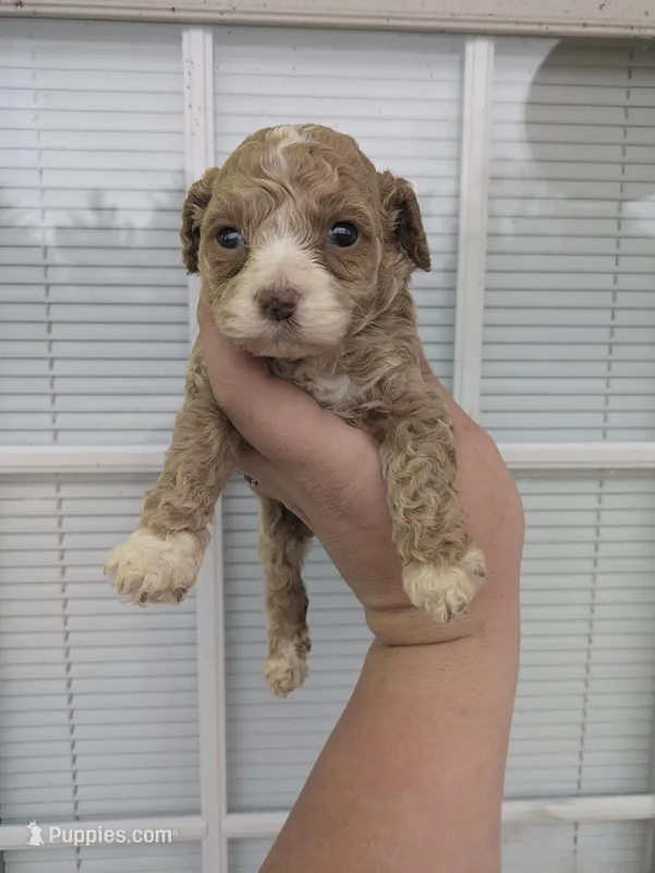 Diamond (Platinum Merle)