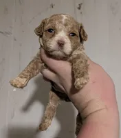 Diamond (Platinum Merle), a female Cockapoo for sale in Little Rock, AR – Photo 1 of 2