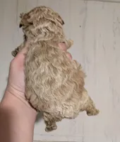 Diamond (Platinum Merle), a female Cockapoo for sale in Little Rock, AR – Photo 2 of 2