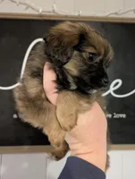 Boomer SPECIAL DISCOUNT LONG HAIR , a male Miniature Dachshund for sale in Little Rock, AR – Photo 1 of 2
