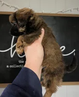 Boomer SPECIAL DISCOUNT LONG HAIR , a male Miniature Dachshund for sale in Little Rock, AR – Photo 2 of 2