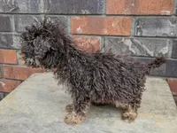 Barney mini / micro , a male Miniature Bernedoodle for sale in Little Rock, AR – Photo 3 of 3