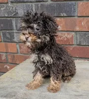 Barney mini / micro , a male Miniature Bernedoodle for sale in Little Rock, AR – Photo 1 of 3
