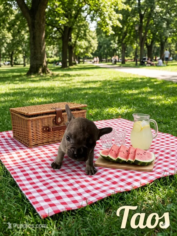 Taos – French Bulldog puppy for sale in Little Rock, AR
