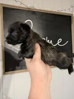 Stella , a female Cairn Terrier for sale in Little Rock, AR – Photo 2 of 2