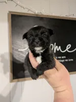 Stella , a female Cairn Terrier for sale in Little Rock, AR – Photo 1 of 2