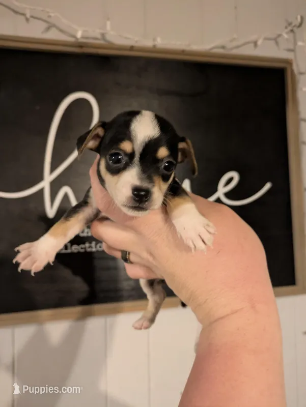 Jack – Chihuahua puppy for sale in Little Rock, AR