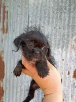 Sarge, a male Brussels Griffon for sale in Branson, MO – 2 of 2