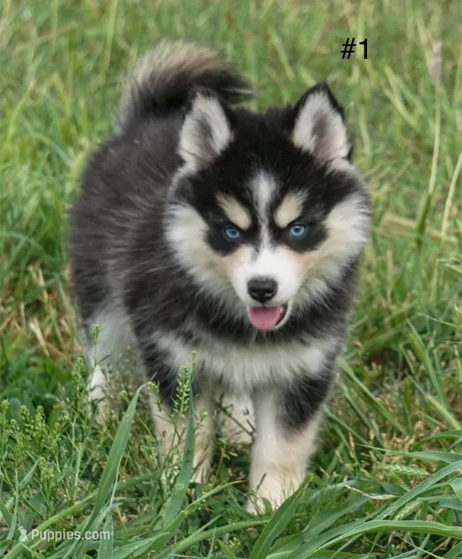 Poppy mini size – Pomsky puppy for sale in Little Rock, AR