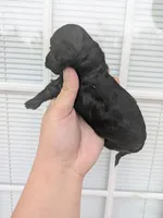 Anny , a female Cavapoo for sale in Little Rock, AR – Photo 2 of 2