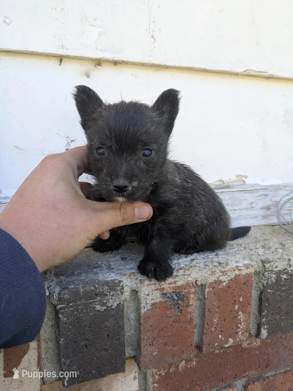 Orson  – Cairn Terrier puppy for sale in Little Rock, AR