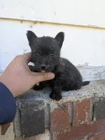 Orson , a male Cairn Terrier for sale in Little Rock, AR – Photo 1 of 4