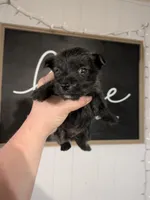 Orson , a male Cairn Terrier for sale in Little Rock, AR – Photo 2 of 2