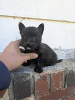 Orson , a male Cairn Terrier for sale in Little Rock, AR – Photo 2 of 4