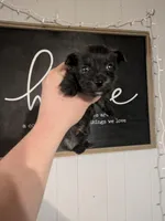 Orson , a male Cairn Terrier for sale in Little Rock, AR – Photo 1 of 2