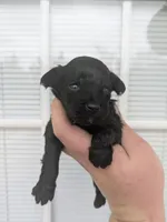 Alvin , a male Cavapoo for sale in Little Rock, AR – Photo 1 of 2